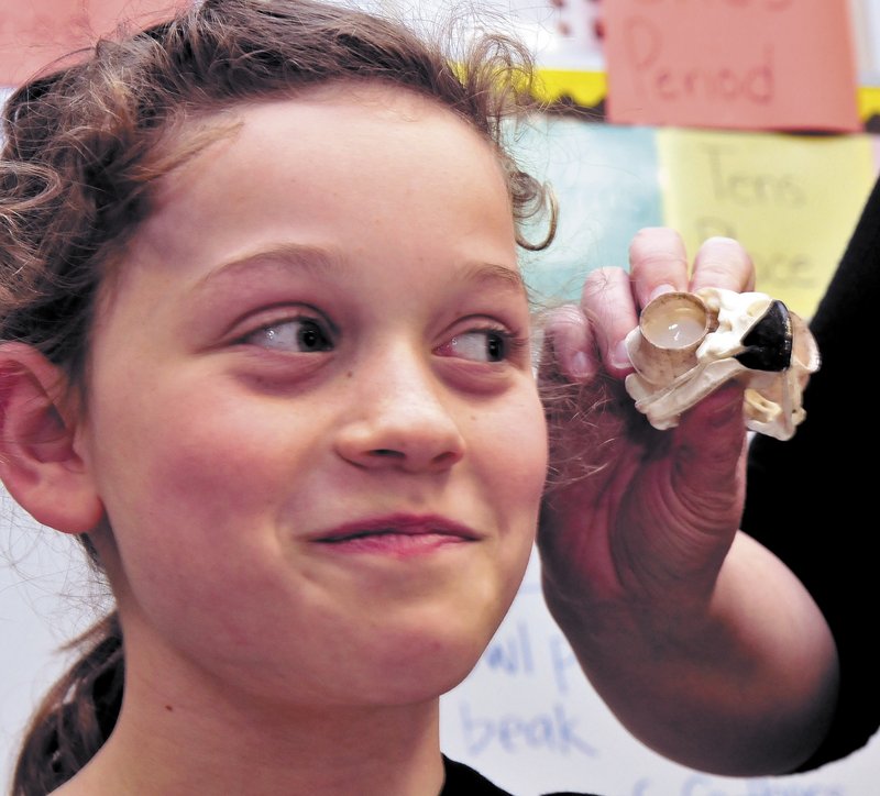 Bloomfield Elementary School student Porcha Rowlett casts a wary eye toward the owl skull being shown by L.C. Bates Museum educator Serena Sanborn during a presentation on birds at the Skowhegan school last month.