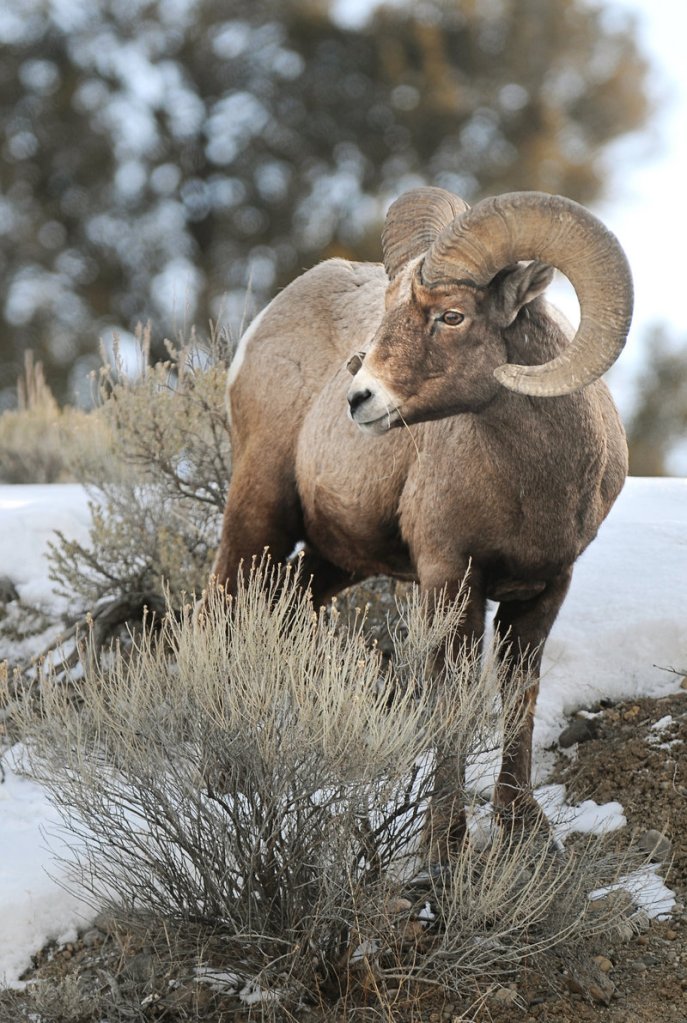 A bighorn sheep munches on a blade of grass in Yellowstone National Park in Gardiner, Mont.
