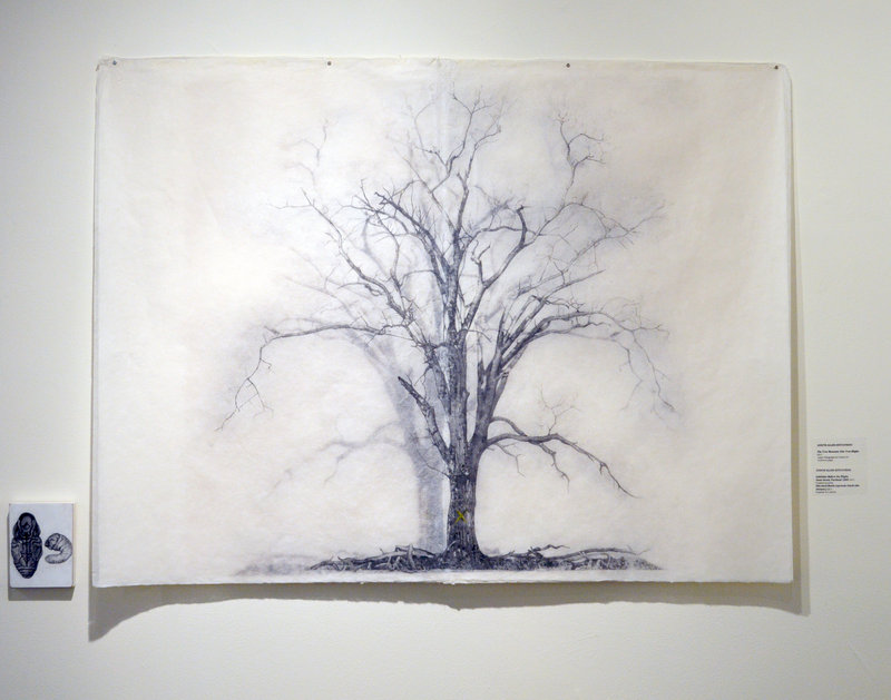 A drawing from Judy Allen-Efstathiou’s “Tree Museum” series.