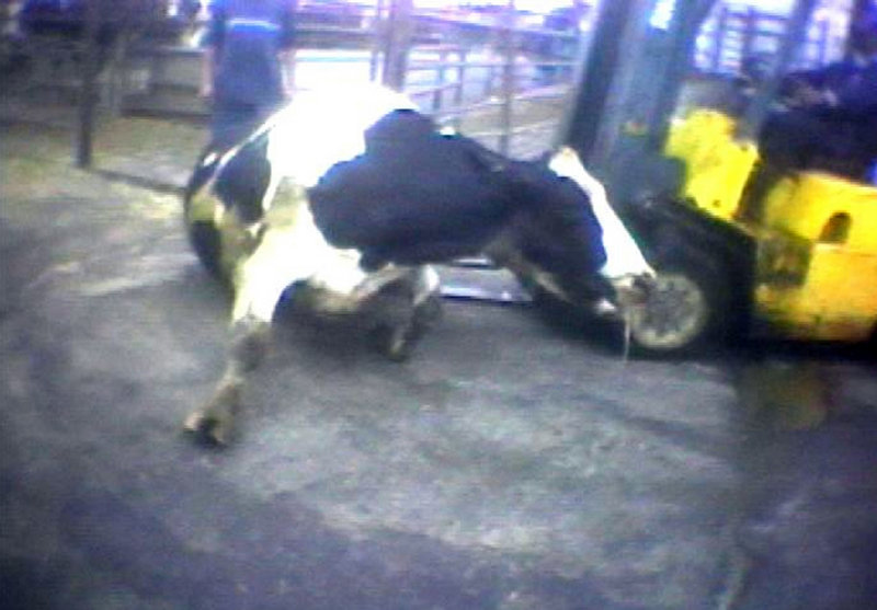 In an April 22, 2010, image from video, a Hallmark Meat Packing slaughter plant worker in Chino, Calif., uses a forklift to try to prod a sick cow to its feet. Legislators across the U.S. are introducing laws making it harder for animal welfare advocates to investigate cruelty and food safety cases.