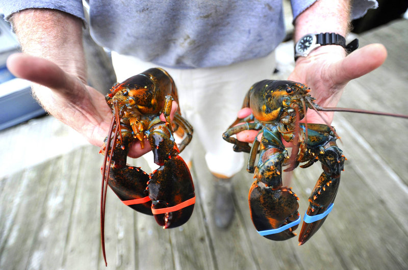 The Maine Lobstermen’s Association didn’t speak for the majority of fishermen when it agreed to support a new surcharge on licenses, a lobsterman says. The new fee will be used to pay for increased state efforts to market the crustacean.