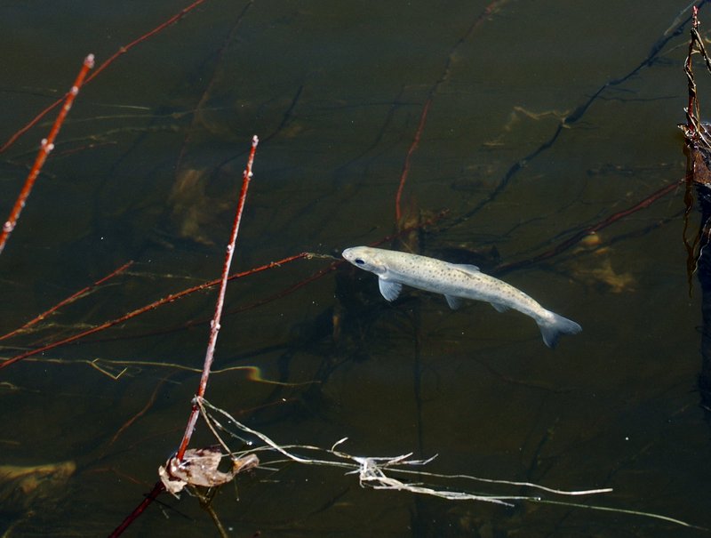 An Atlantic salmon smolt swims near the surface of the Saco River, in Biddeford, after 8,000 of the fish were stocked Wednesday, April 15, 2009. Maine-based environmental organizations are seeking a federal court order to shut down turbines at four hydroelectric dams on the Androscoggin and Kennebec rivers this spring in order to protect this year's Atlantic salmon run.