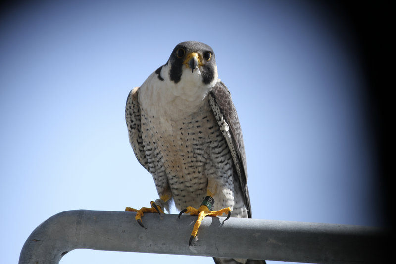 This male peregrine falcon is one of a nesting pair that returned to an undisclosed southern Maine site this year.