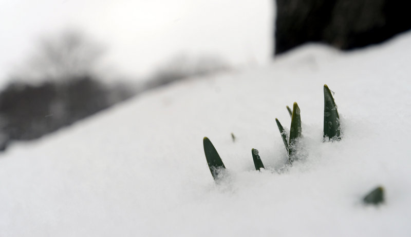 Snow buried sprouting daffodils at Laurel Hill Cemetery in Saco last week. An article lamenting that Maine hasn't seen an early spring this year shows "an embarrassing indifference to concerning global climate trends," a reader says.