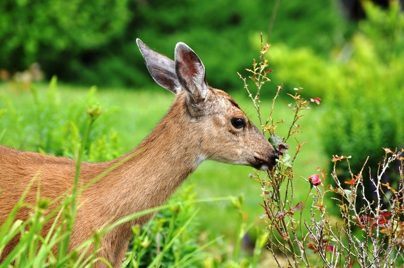 Deer damage can happen any time of year, and takes a toll on vegetable gardens and landscape plants.