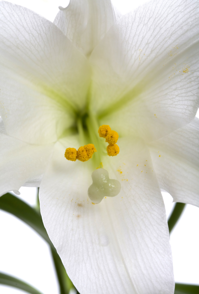 The Easter lily of today is entirely different from the lily referred to in the Bible.