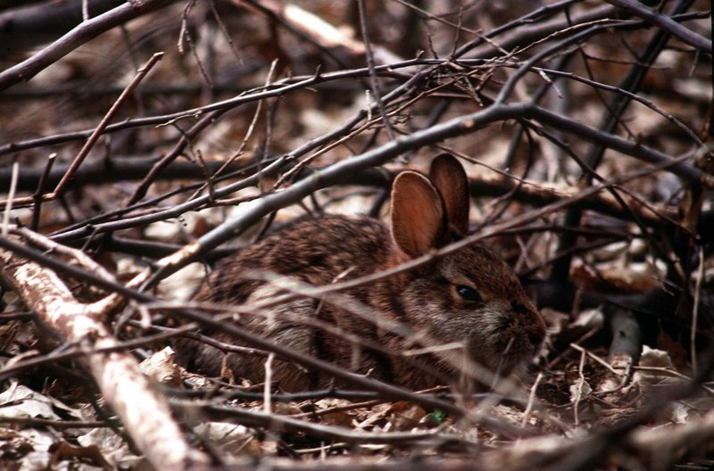 The cottontail does not live on cuteness alone, but its appeal in that area brings much sympathy to the little critter that needs low-brush cover to thrive.