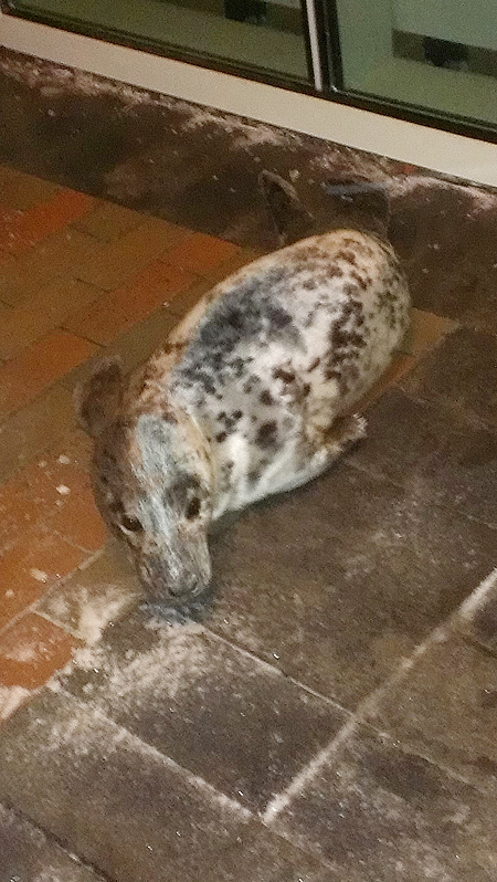 The young gray seal that was found on the doorstep of Mercy Hospital in Portland early Friday morning.