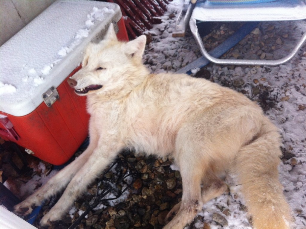 The dead white coyote that was found at a home in Kennebunk last week. Photo courtesy of Ed Larrivee of Arundel.