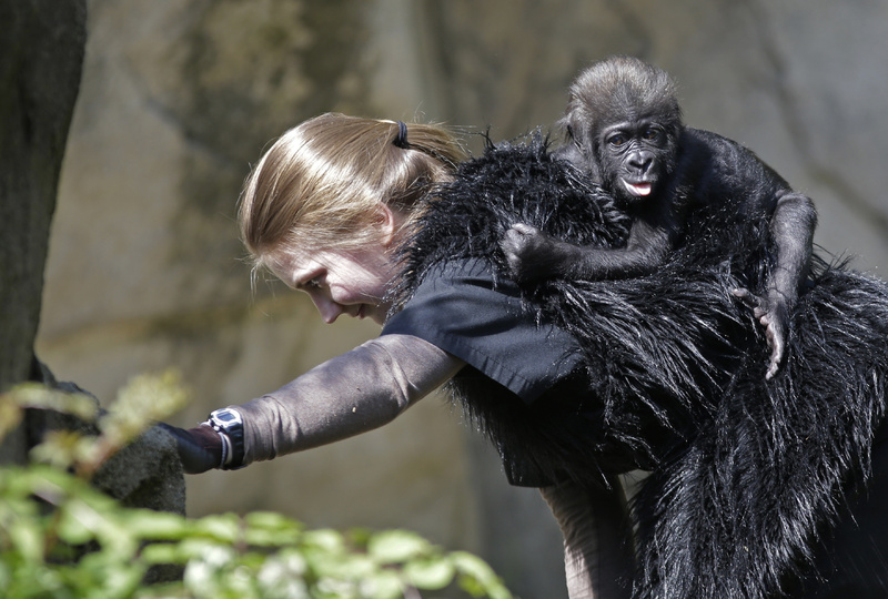 Ashley Chance carries a 3-month-old western lowland gorilla named Gladys Stones in the outdoor gorilla exhibit at the Cincinnati Zoo for her first time out on Tuesday.