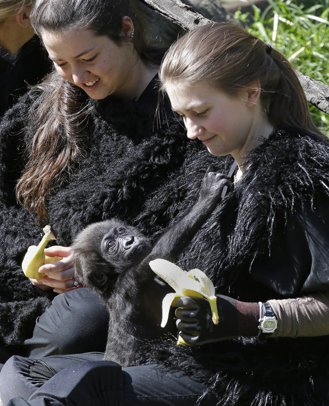 Ashley Chance holds a banana for a 3-month-old western lowland gorilla named Gladys Stones in the outdoor gorilla exhibit at the Cincinnati Zoo on Tuesday.