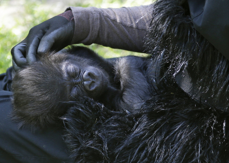 Ashley Chance pets a 3-month-old western lowland gorilla named Gladys Stones as she sleeps in her lap Tuesday at the outdoor gorilla exhibit at the Cincinnati Zoo in Cincinnati.