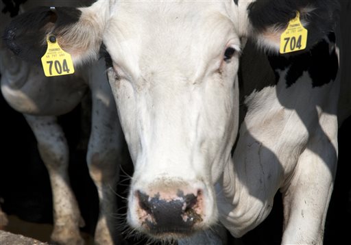 This U.S. Department of Agriculture photo shows a cow with ear tags at a dairy farm in Lake Mills, Wis. The new livestock identification program is mandatory but applies only to animals being shipped across state lines, and it gives states flexibility in deciding how animals will be identified.