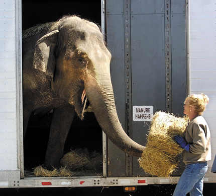 Cora, a 47-year-old elephant, and her owner Cindy Morris, have previously been part of the Shriner Circus at the Augusta Civic Center. morris elephant augusta circus feature