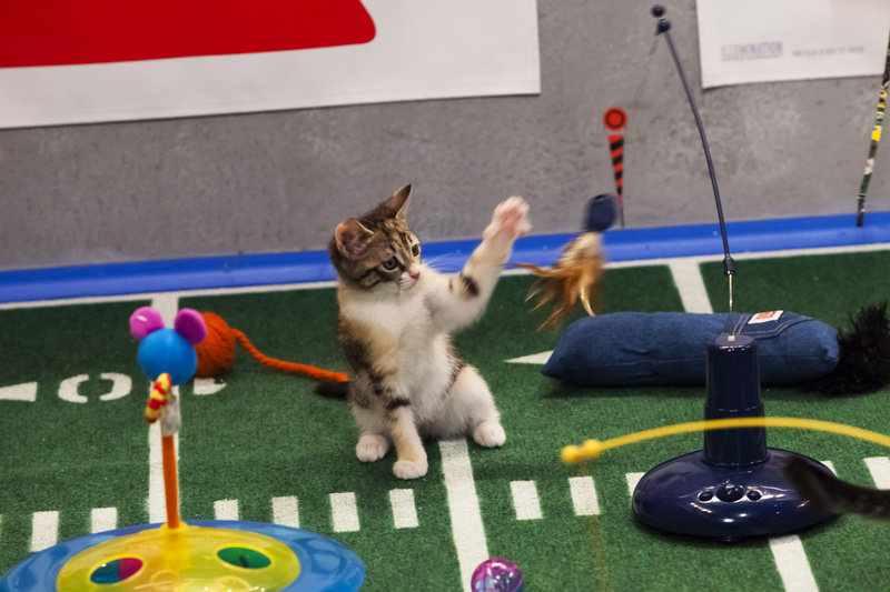 Cats got some camera time during the kitty half-time show on Animal Planet's "Puppy Bowl IX" in New York. The inaugural Kitten Bowl will be shown on the Hallmark Channel.