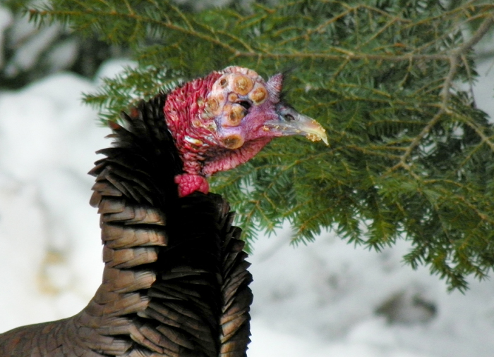 The disease is not necessarily fatal to turkeys, but if the lesions are severe, they can cause blindness in the animal and affect a bird’s ability to swallow.