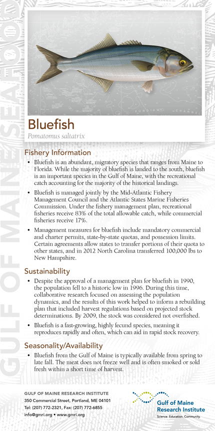 The restaurants also get “species cards” like the bluefish card pictured. Species cards will be given to customers to show what a particular fish looks like and explain how it is faring and how it is managed.