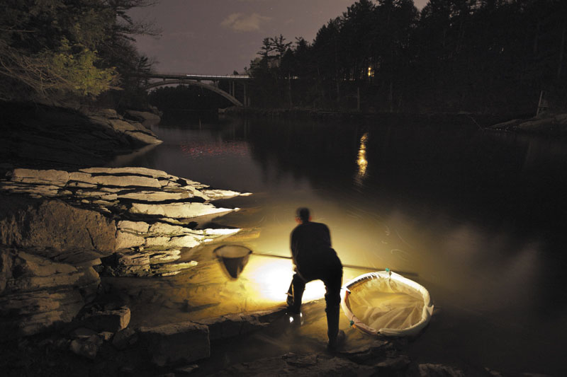 In this April 2012 file photo, Bruce Steeves uses a lantern while dip netting for elvers on a river in southern Maine. A law that carries criminal penalties for those who fish for elvers illegally took effect this week.