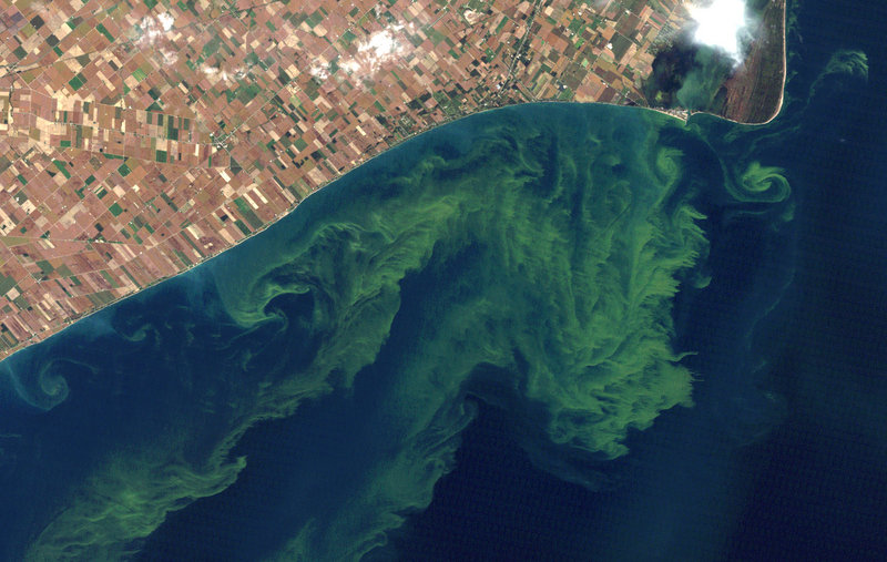 This Oct. 5, 2011, satellite photo from a NASA website shows algae blooms swirling on Lake Erie. A study released Monday said the warming climate and modern farming practices are creating ideal conditions for gigantic algae formations in the lake.
