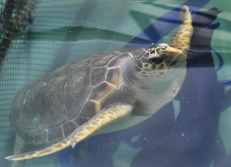One of the five loggerhead sea turtles that will be returned to northern Florida for release after a rehab stay at UNE's Marine Animal Rehabilitation Center over the winter.