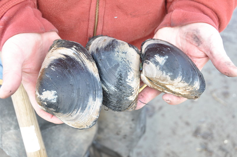Surf clams can exceed eight inches in length, and low lunar tides offer an excellent opportunity to go digging. The popular mollusks are normally a summer treat, but now’s a good time to get a taste of that balmier season.