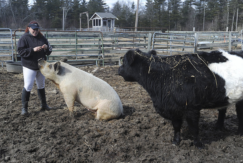 Deborah Devlin feeds Lulu the pig a treat while Baby, a blind cow, stands by at a farm for animals that have been neglected or have special needs, in Dartmouth, Mass.
