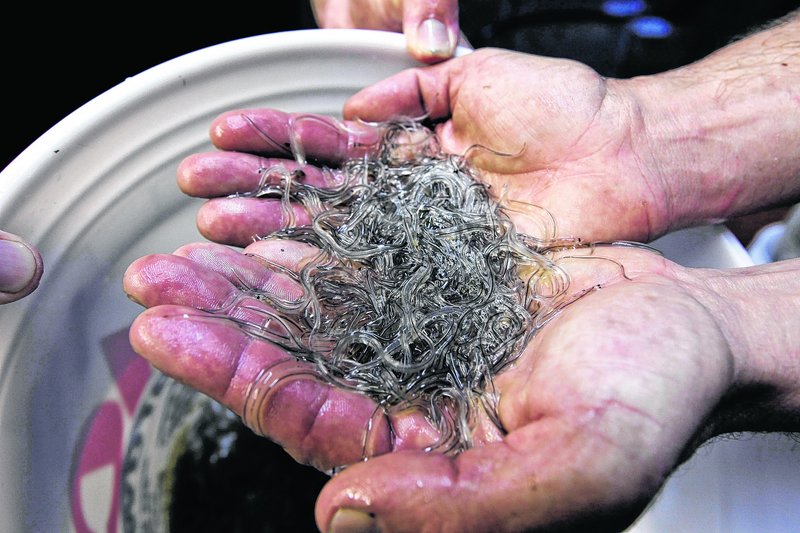 Elvers, or glass eels, can fetch hundreds or thousands of dollars a pound.