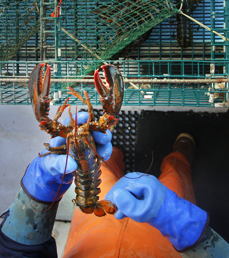 A Long Island lobsterman checks a lobster’s tail in 2008 to make sure it’s a keeper. If the state spends more on marketing lobster, “the worst-case scenario is that we could lose 1 percent of our gross, while standing to gain much more than that in return,” according to a lobsterman from Matinicus.