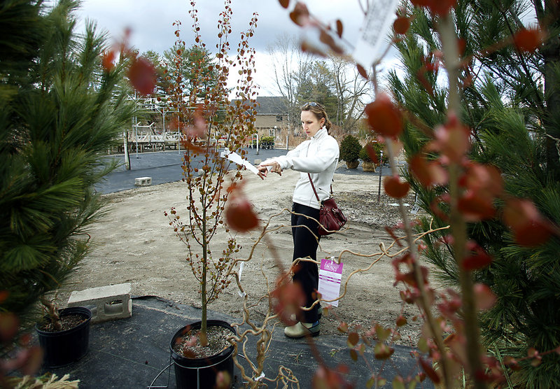 Holly Lusk of Harpswell is seen through the leaves of a katsura tree as she shops for trees and shrubs at Estabrook’s in Yarmouth on Sunday.