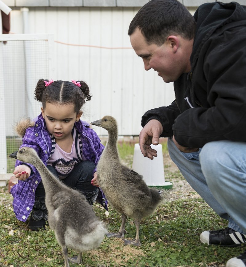 Dusten Brown and his biological daughter Veronica feed geese and ducks in Nowata, Okla. The U.S. Supreme Court will take up a 1978 Native-American child welfare law.