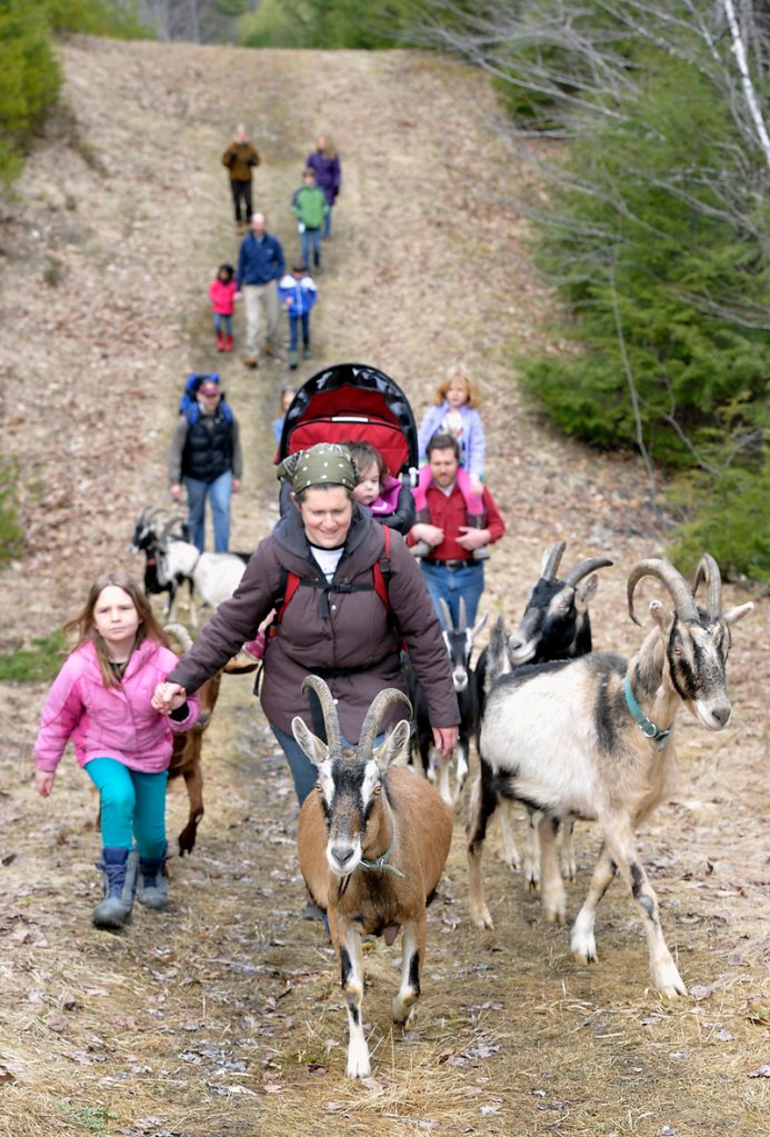 A goat shall lead them through the woods at Ten Apple Farm where Margaret Hathaway, wife of owner Karl Schatz, guides 6-year-old daughter Charlotte while keeping a respectful distance behind the herd’s leader.