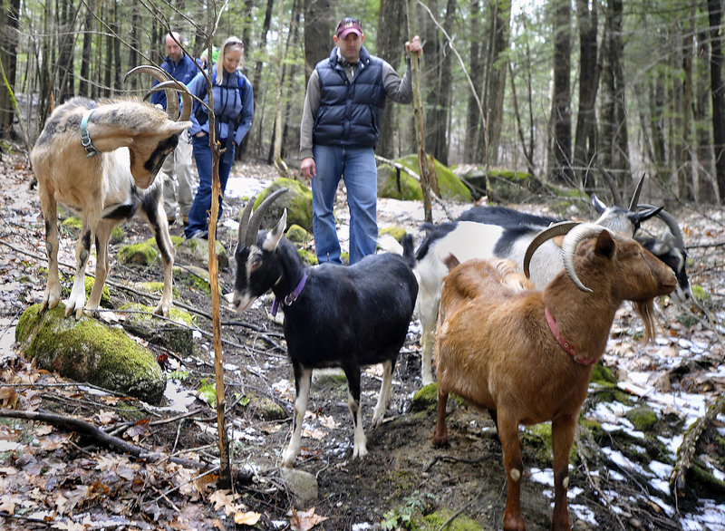Owner Karl Schatz and a few hikers among goats meandering through woodlands still bearing snowy patches at Ten Apple Farm in Cumberland County.
