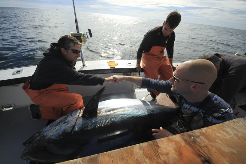 From left, Capt. Dave Carraro of the boat FV-Tuna.com and deckhand Garon Mailman of Saco celebrate a big catch while deckhand Sandro Maniaci looks on in a scene from “Wicked Tuna.”
