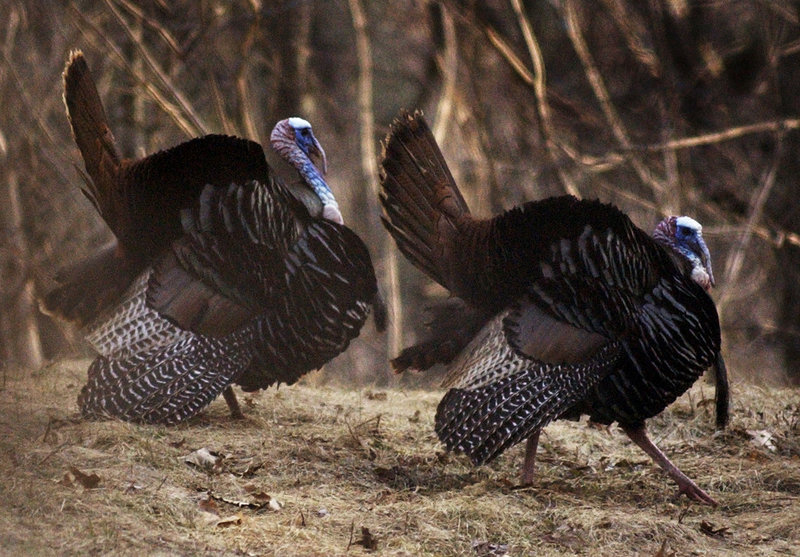Many people think turkeys – like this pair of toms – manage to out-compete deer for food. It’s not true, and states with high turkey densities also tend to have high deer densities.