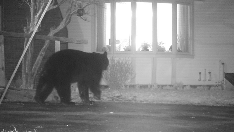 A bear wanders near a residence in Wayne. As mud season wears on, bears are ravenous.