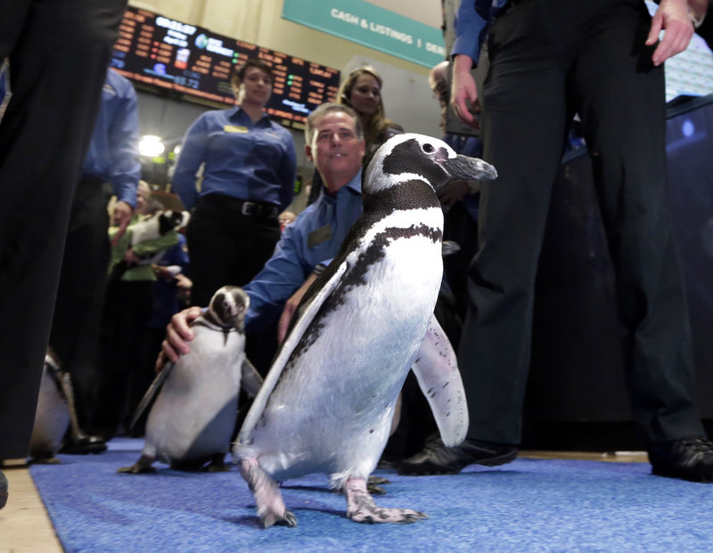 SeaWorld penguins are escorted by their handlers on the floor of the New York Stock Exchange during the company’s IPO Friday. The stock rose 24 percent in its first trading day.