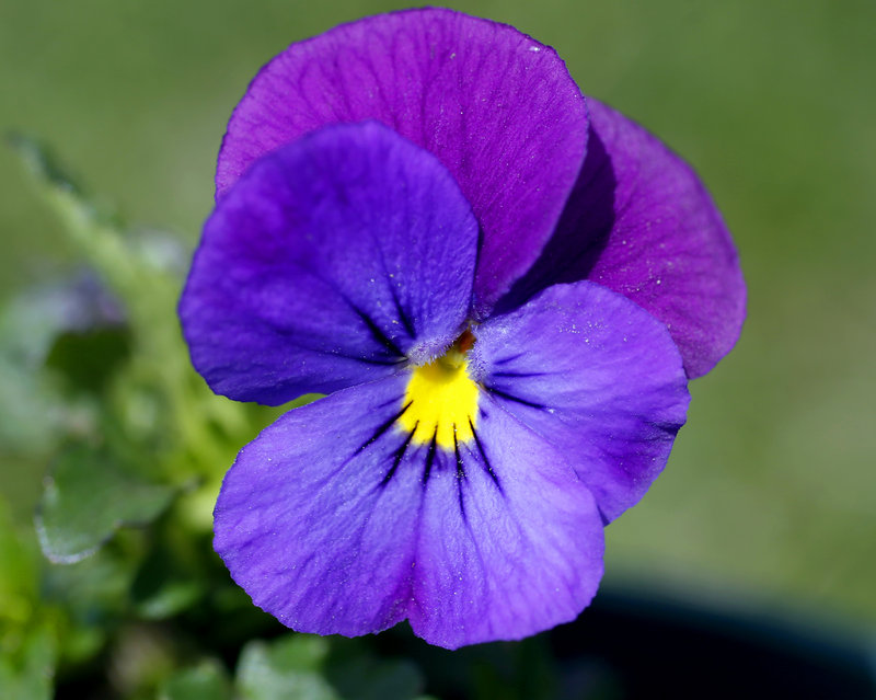 Pansies will be among the flowers and herbs at the Tate House Museum plant sale on May 18.