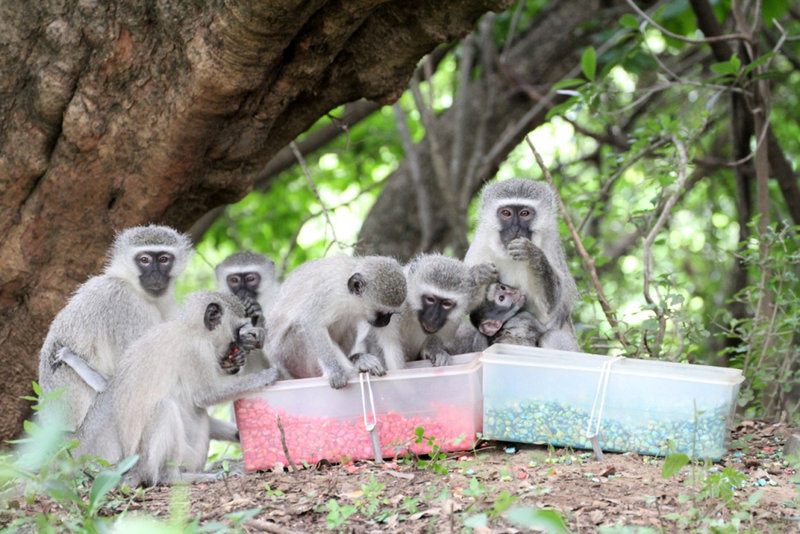 Monkeys feed on pink-dyed corn in South Africa. Some wild animals seem to follow the same monkey-see, monkey-do social conformity in the quest for food that people do.
