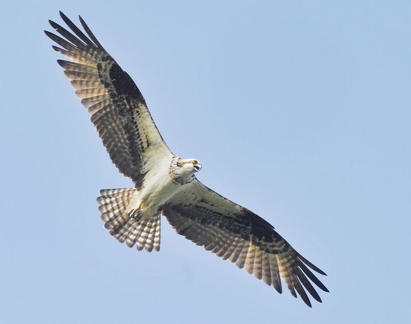 Ospreys, which return to Maine in April, sometimes fly as high as 200 yards above the water before making their dive and grabbing a fish with razor-sharp talons.