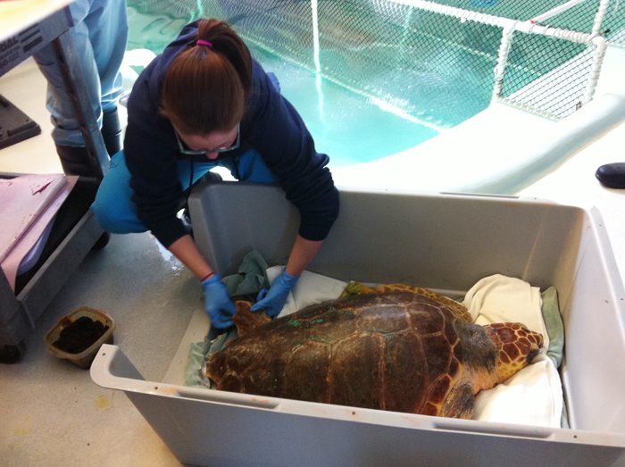 Sarah Lucchese, a senior animal care technician, takes a biopsy from the flipper of a loggerhead turtle at the University of New England's Marine Animal Rehabilitation Center. Five turtles at the center will leave this week for Florida, where they will be released into the ocean. All five were stranded on Cape Cod.