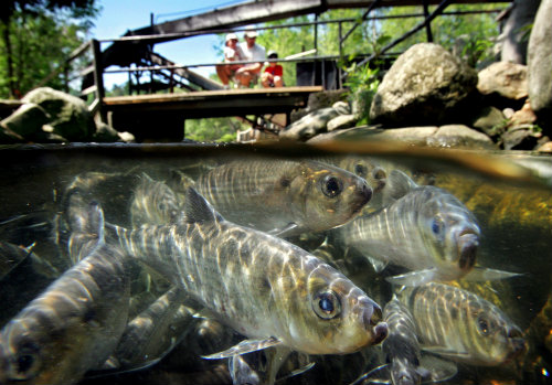 n this June 4, 2005 file photo, alewives congregate in the Damariscotta Mills fishway, in Nobleboro, Maine. An 18-year-old blockade on the St. Croix River has been lifted, allowing the fish to run upriver. (AP Photo/Robert F. Bukaty)
