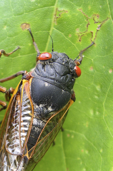 Any day now, cicadas with bulging red eyes will creep out of the ground after 17 years and overrun the East Coast with the awesome power of numbers. Big numbers. Billions. Maybe even a trillion. For a few buggy weeks, residents from North Carolina to Connecticut will be outnumbered by 600 to 1.