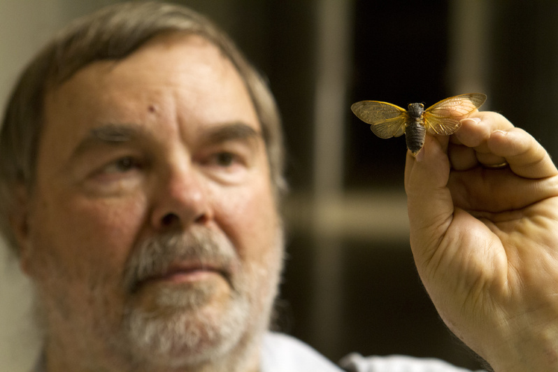Gary Hevel, a research collaborator with the Department of Entomology at the National Museum of Natural History, holds up a preserved cicadas.