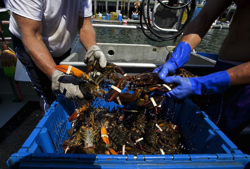 In this August 2012 file photo, lobsters are unloaded from a fishing boat in Portland, Maine. Maine probably will have a newly organized lobster marketing and promotion group by 2014, but it still isn't clear exactly how lobstermen, dealers and processors will be tapped for the industry's portion of a projected budget of $13 million, spread over the next five years. (AP Photo/Robert F. Bukaty)
