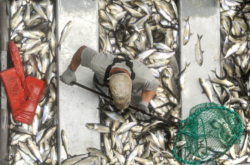 Tommy Keister, a fisherman from Friendship, stands up to his knees in live Alewives at the Benton Falls Hydro-Electric Dam on the Sabasticook River on May 9, 2013.