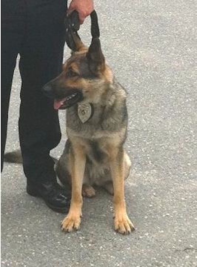 Roxie, a Westbrook police dog