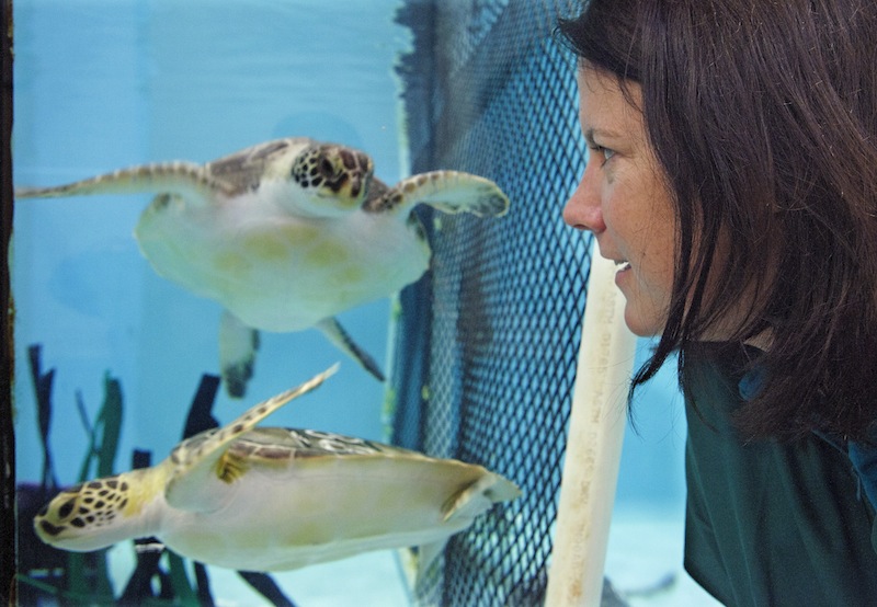Acupuncturist Claire McManus watches a pair of sea turtles, who are recovering from a stranding, as they swim at the New England Aquarium's animal care center in Quincy, Mass., Monday, May 20, 2013. McManus treated two other sea turtles who were injured after getting stranded on Cape Cod during a prolonged exposure to cold weather. (AP Photo/Rodrique Ngowi)