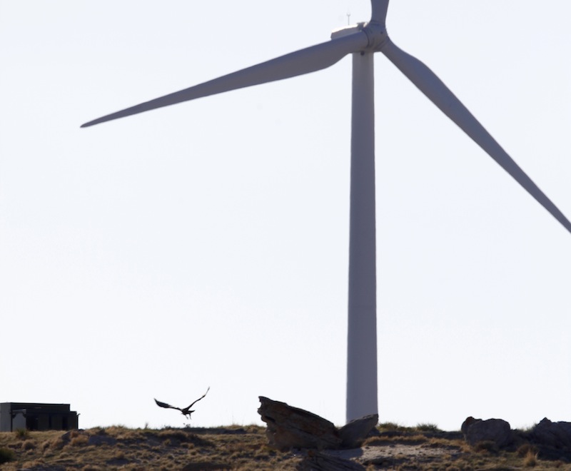 A golden eagle flies near a wind turbine on a wind farm owned by PacifiCorp near Glenrock, Wyo., Monday, May 6, 2013. At least 20 golden eagles have been found dead at the companies wind farms in Wyoming, according to data obtained by The Associated Press. It's the not-so-green secret of the nation's wind-energy boom: Spinning turbines are killing thousands of federally protected birds, including eagles, each year. (AP Photo/Matt Young)
