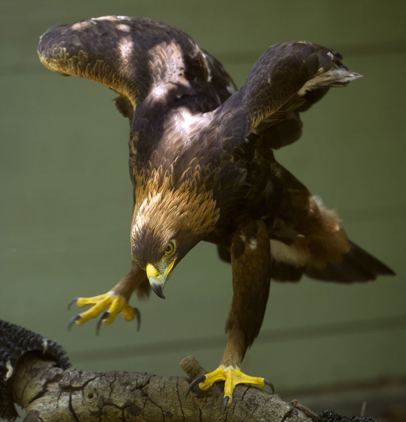 Solomon, a 14-year-old golden eagle, perches on a branch at the Sulphur Creek Nature Center on Thursday, May 9, 2013, in Hayward, Calif. According to keepers, a wind turbine near the Altamont Pass severed a portion of Solomon's left wing in 2000 leaving him unable to fly or survive in the wild. It's the not-so-green secret of the nation's wind-energy boom: Spinning turbines are killing thousands of federally protected birds, including eagles, each year.