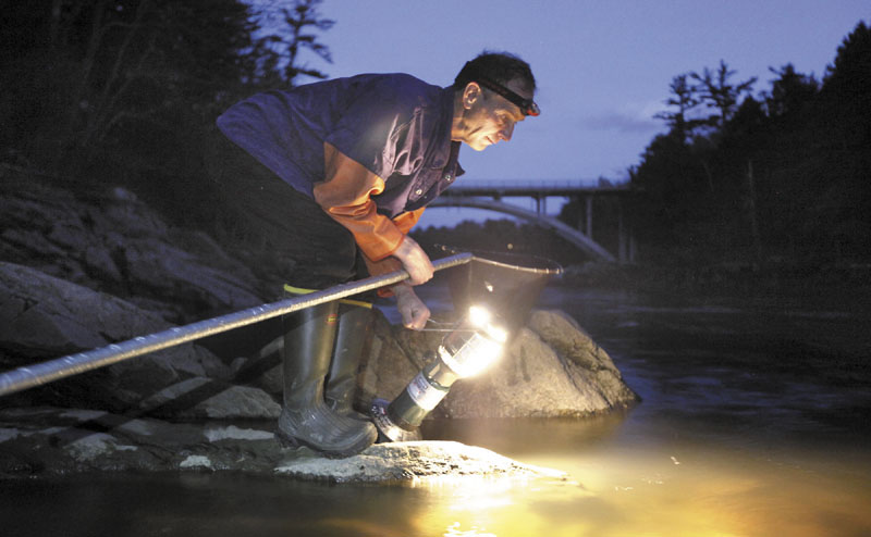 In this April 2012 file photo, Bruce Steeves uses a lantern while dip netting for elvers on a river in southern Maine. Nearly 100 fishermen turned out for a public hearing Tuesday, April 30, 2013 to tell representatives of the Atlantic States Marine Fisheries Commission not to make changes to the management of the lucrative Maine fishery.